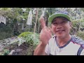 Paano pabungahin ang Papaya ng maaga/ How to force Papaya plant to give fruits early.