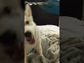 Husky puppy reaction to vibrating head massager!