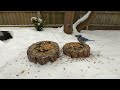 4K TV For Cats | Two Stumps in the Snow | Bird and Squirrel Watching | Video 29