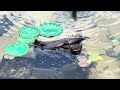 Introducing the Alligator snapping turtles to the outdoor pond for the very first time!