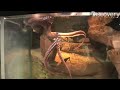 Giant Pacific Octopus