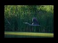 Great Blue Heron/Sony A1