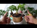 CARA MEMBUAT BONSAI KELAPA DARI AWAL||HOW TO MAKE A COCONUT BONSAI FROM Scratch