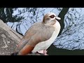 An Egyptian Goose quenching his thirst