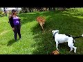 Video del Año 2018 Recreación perros fuertes y divertidos. Sacando a pasear a los perros (14)