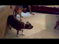 Dog vs Laser Pointer