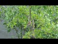 Szczygły i makolągwy - część 2 / Goldfinches and linnets - part 2