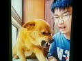 Angry Dog Ready to Kill Owner For Singing