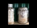 What happens if you don’t throw it?(contaminated mycelium)Que pasa si no tiras el grano contaminado?
