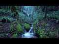 Relaxing Rain Noise + Forest Stream 🌧️  Water Sounds for Sleeping