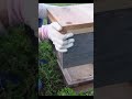 Capturing a Swarm of Japanese Honeybees #savethebees