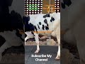 📞-8930972881 #hfcow #cowsupplier #dairyfarming #radhekrishnadairyfarm #cowforsale