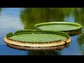 紫式部が舟旅をした琵琶湖水系を巡り蓮の花、睡蓮が美しいみずの森公園から瀬田川、宇治川を下り紫式部ミ゙ュ゙ージアム、宇治川の急流、宇治橋、朝霧橋を渡ります。