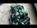 Broccoli & Cabbage Seedling Update