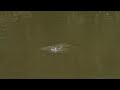 Common Merganser female diving