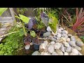 10 types of colocasia growing in my pond