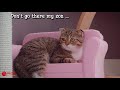 Funny Cats | Cats Meet Baby Duck For The First Time | Best Cute And Funny Baby Cat Video