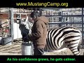 Windy Walk with a Zebra