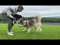 Giant Husky Reacts To New Puppy Outside! (They're So Cute!!)