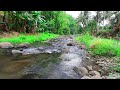 Rushing river sounds: Soothing Jungle River Sounds Relaxing - Flowing River To Help You Sleep