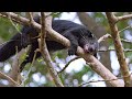 Wildlife of the World 4K - Scenic Animal Film With Inspiring Music