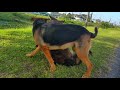 Brutal GSD fights