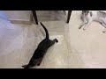 Cats playing time