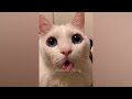 New Funny Animals 😂 Funniest Cats and Dogs Videos 😺🐶 Part 13