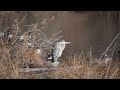 Great Blue Heron, New Year's Day