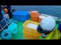 [Fisherman video] 4000 yellowtail transcendence big catch! #fisherman
