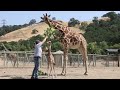 Baby giraffe nursed back to health at Safari West