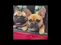 Funniest Animals 2024 😂 Best Funny Cats and Dogs 😻🐶 Part 9 | Cute Baby Dogs
