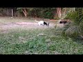 Bush turkey wanna play ball!