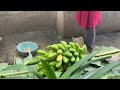 BANANA TREES ARE CUT DOWN, THE FRUITS ARE HARVESTED // POHON PISANG DITEBANG, BUAHNYA DIPANEN