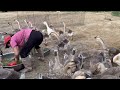 Farm Life | Harvesting goose eggs, how to feed geese every day