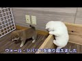 【柴犬 子犬】高くした壁を一生懸命乗り越えようとする子犬が可愛すぎた