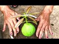 The Best Video Amazing Mango grafting technique..(100% success result)