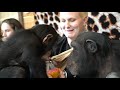 Chimp Dinner Live from Safari Lodge | Myrtle Beach Safari