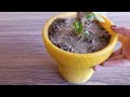 Best Natural Fertilizer For All Plants | Homemade Liquid Fertilizer For Plants - Carrott Fertilizer