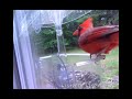 The cardinal lands on the window bird feeder