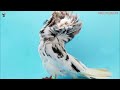 WORLD'S UNIQUE 23 BREEDS AND 34 DIFFERENT COLORED FANCY PIGEONS VIDEO WITH STANDARD INFORMATION