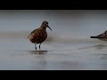 Biegusy krzywodziobe (Calidris ferruginea) na plaży w Świnoujściu