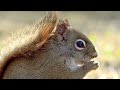 “Cute” the Red Squirrel sharing some treats at Scanlon Creek