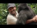 KING BRUNO - THE CHIMP WHO WENT HOME