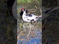 Muscovy Duck family bathing and eating