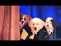 Pup Academy | The high voice and normal voice edit | Recorded by:’(S1:E2)’ | Mamandtwins