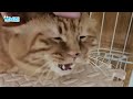 After his grandmother passed away, she left behind a cat that had accompanied her for 10 years...