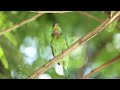 台灣擬啄木/五色鳥(Taiwan Barbet)，來看看牠怎麼發出叫聲。