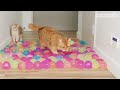 Can Kittens Walk On Water Balloons?