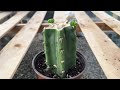 How to Plant a Cactus Cutting 101